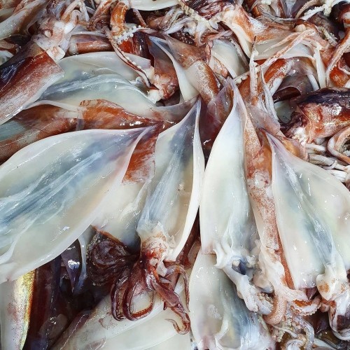 동해 영덕 손질오징어 1kg